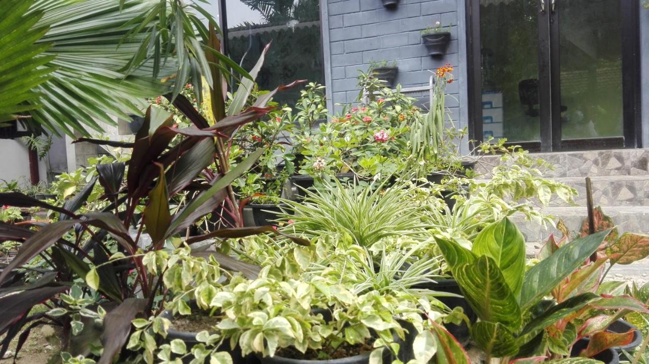 شقة Mango Roots غامباها المظهر الخارجي الصورة