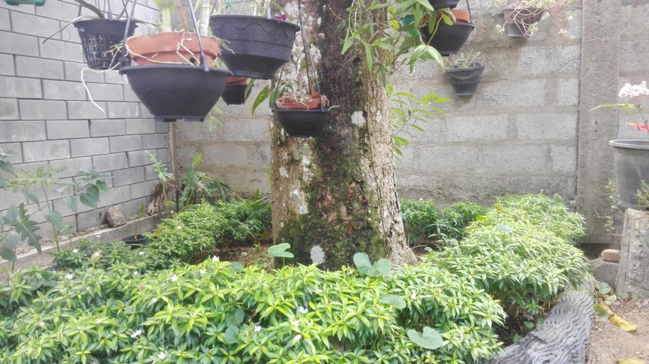 شقة Mango Roots غامباها المظهر الخارجي الصورة